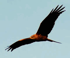 Red Kite overhead Dec 2012